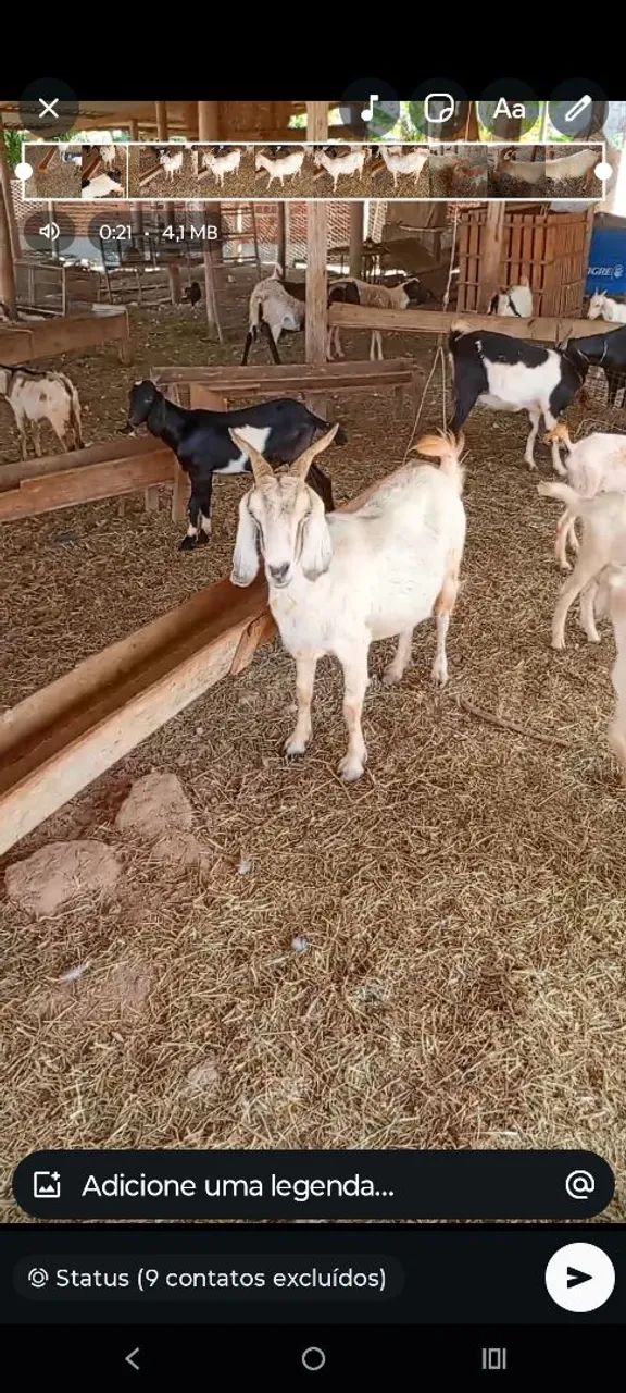 Vendo bodes cabras e carneiros  - Foto 5
