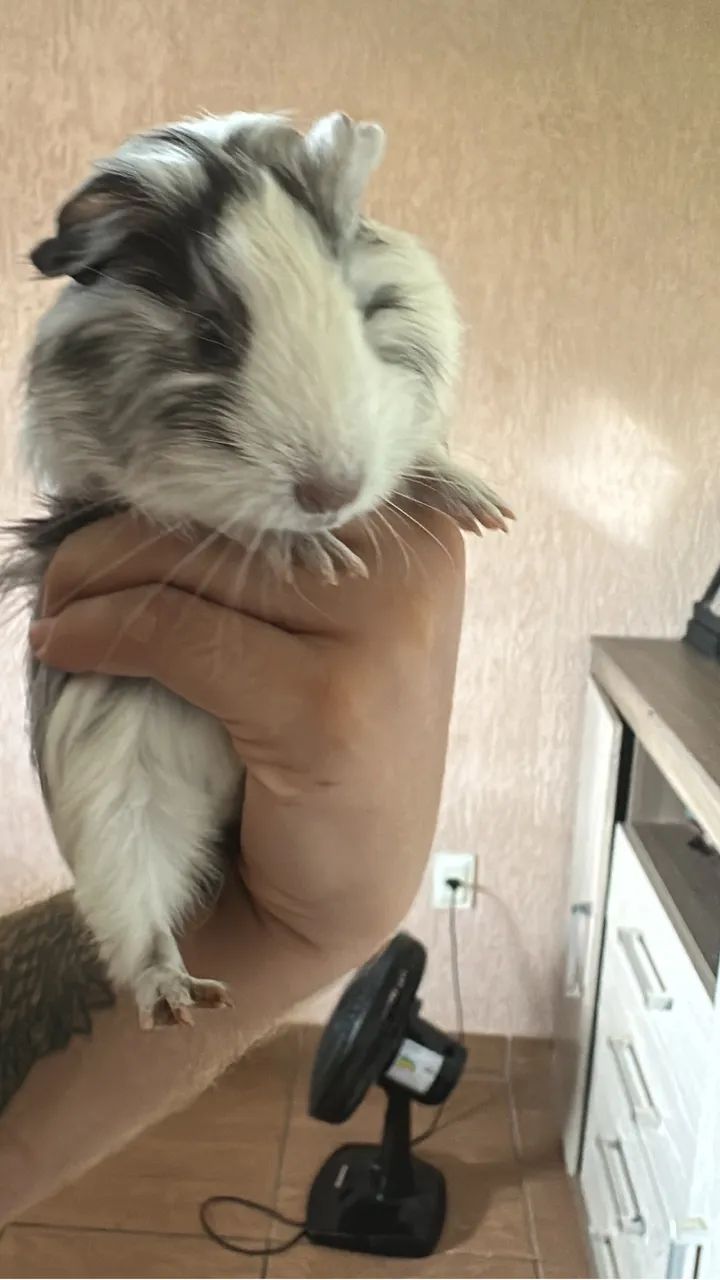 Porquinho da índia  - Foto 5