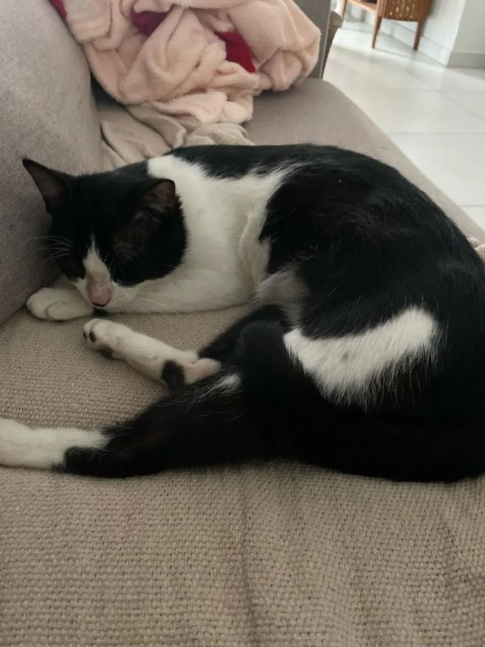 Gato macho - Foto 3