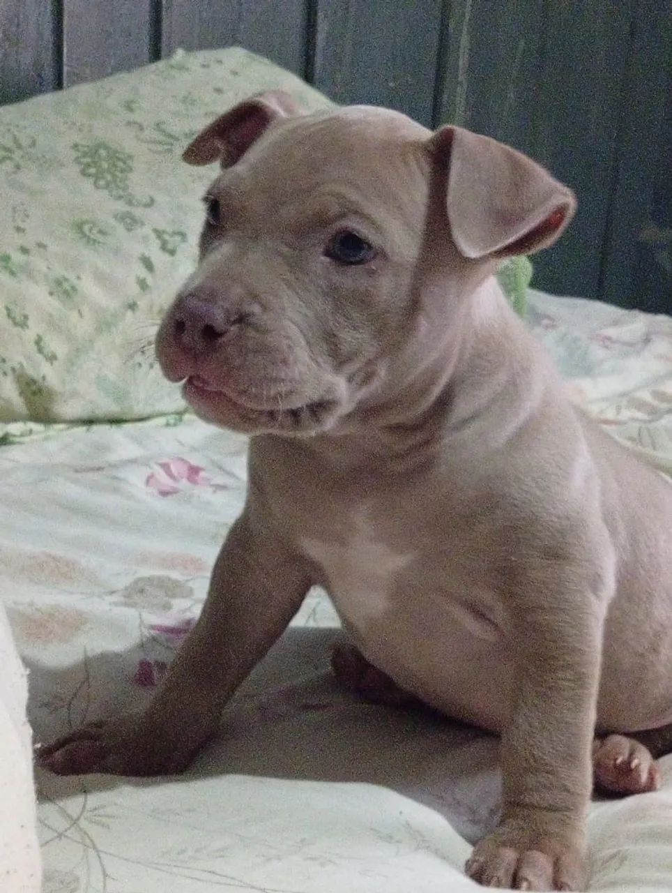 Vendo pitmonster  - Foto 2