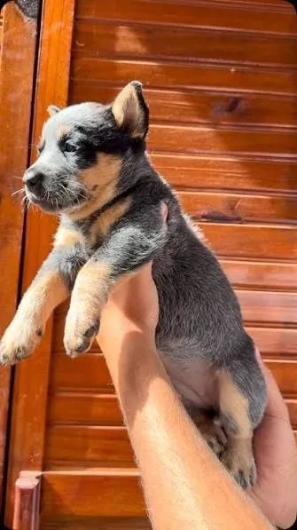 blue heeler filhotes 