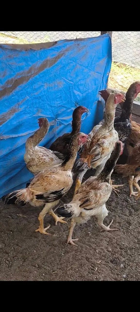 Frangas e frangos índio gigante  - Foto 4