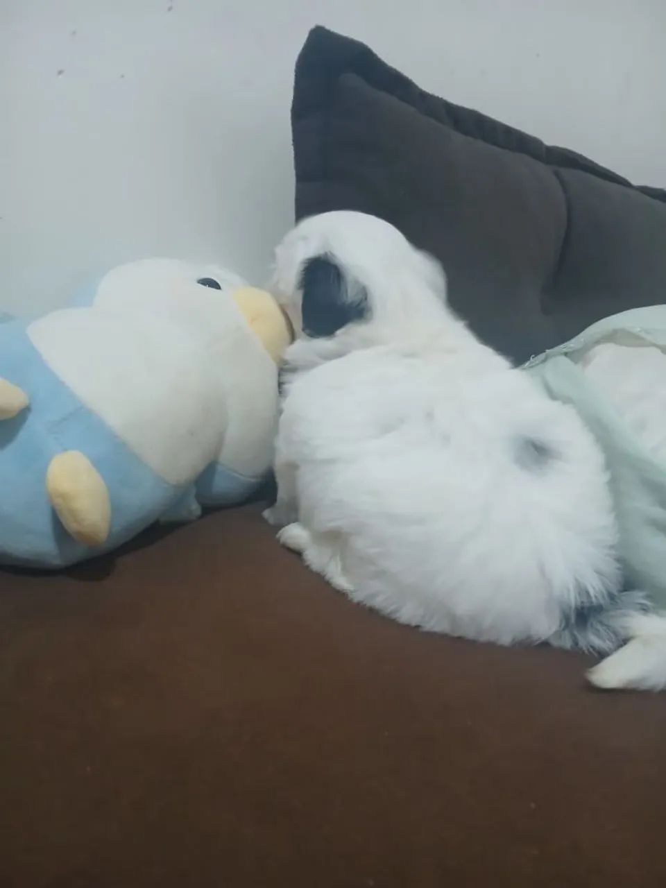 Shitzu mini machinho 