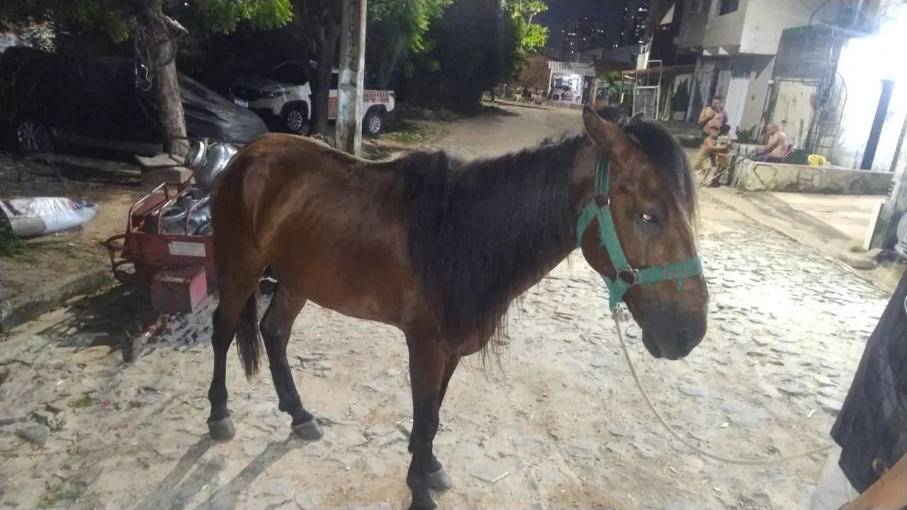 Cavalo Machador  - Foto 3