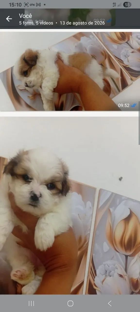 Pet amor ?  - Foto 4