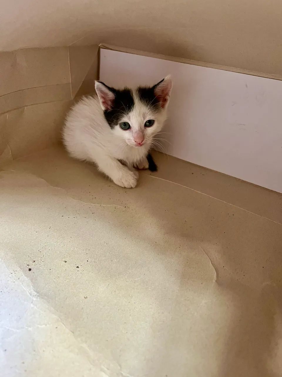 Adoção de gatinhas  - Foto 5