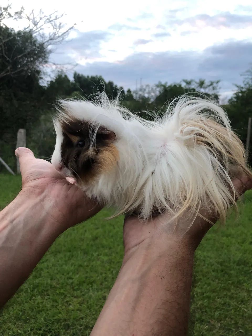 Porquinho da Índia Peludo