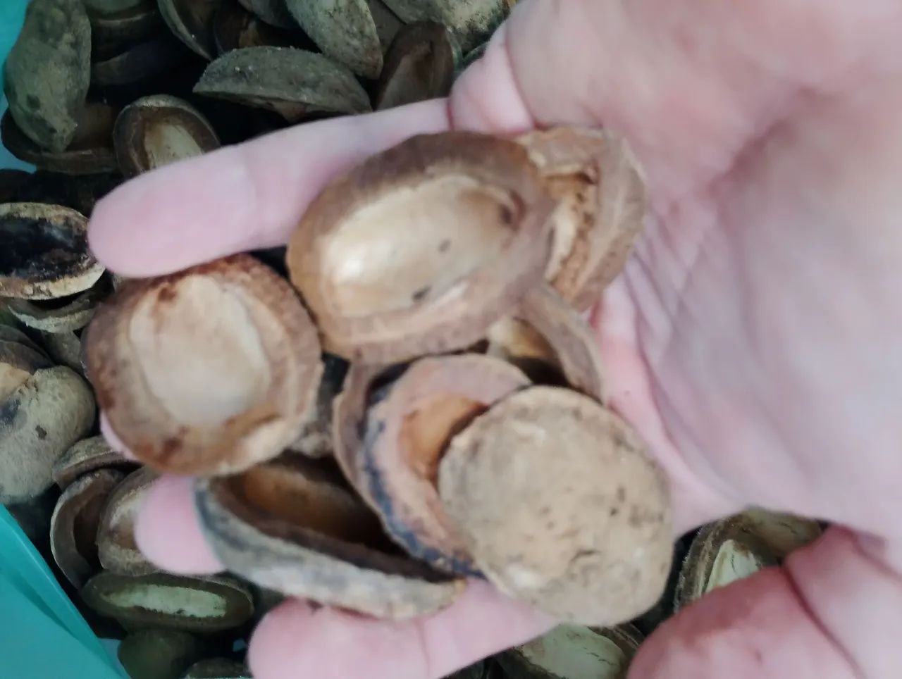 Capsulas de cumaru para artesanato 50 reais o cento - Foto 2