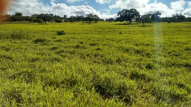 Fazenda em Ribeira do Pombal