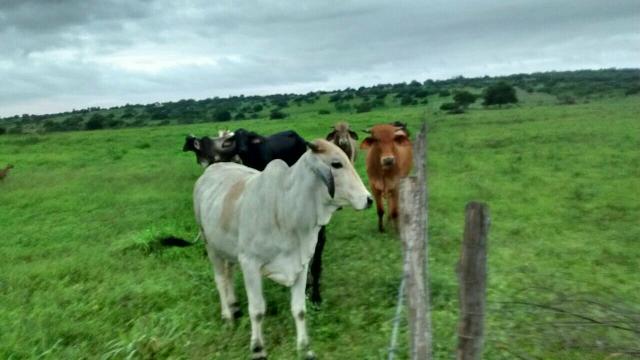 Fazenda em Ribeira do Pombal - Foto 3