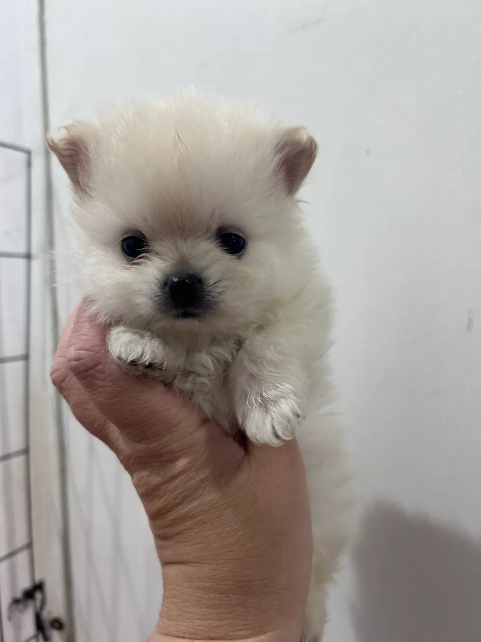 Lulu da pomerania macho - Foto 2