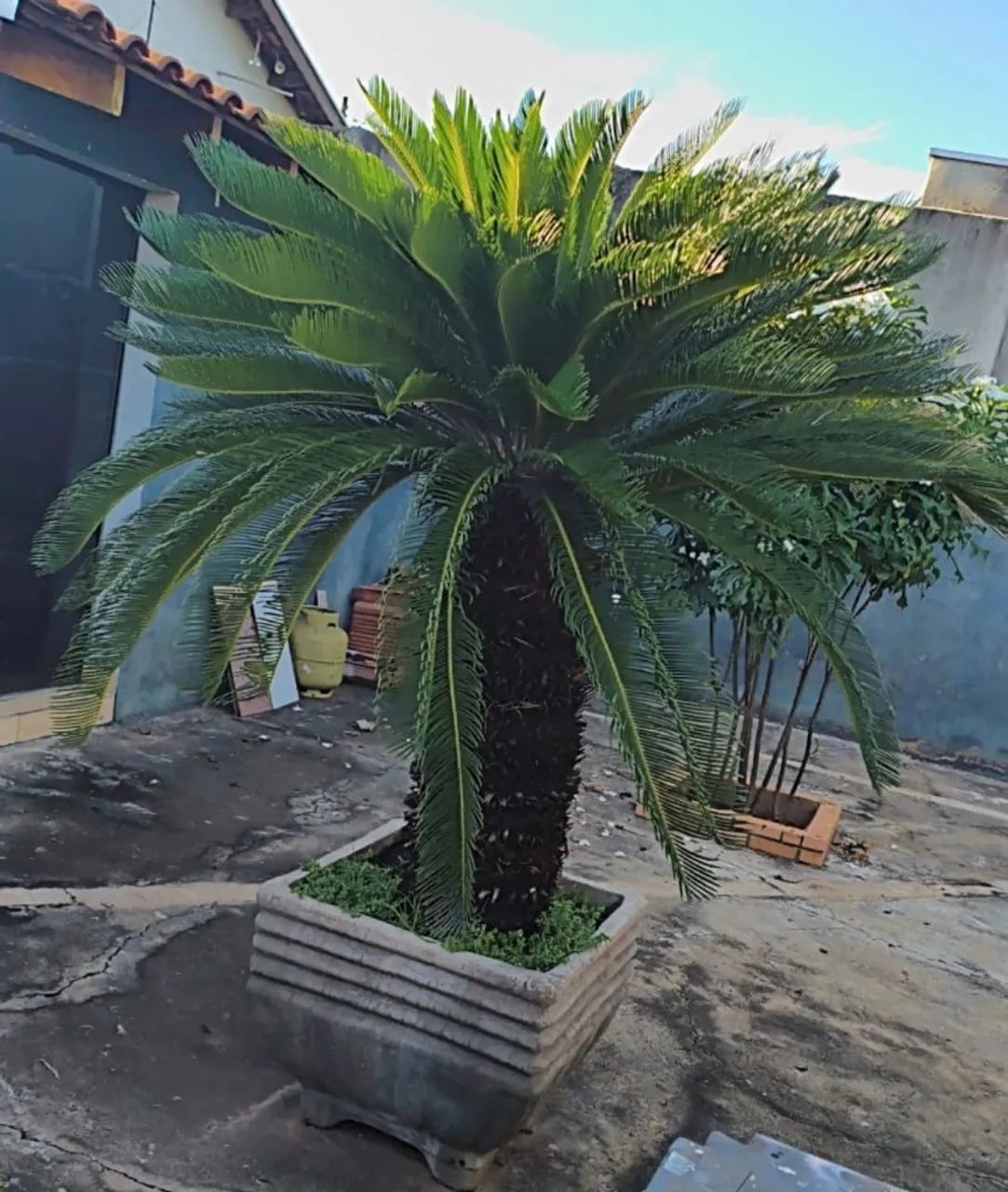Cica adulta grande (Cycas revoluta) - oportunidade