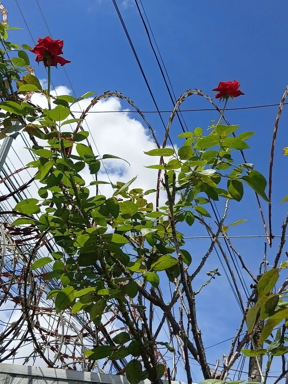 Vendo roseiras amarela e vermelha 