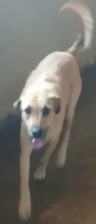 Doa-se Cachorro  - Foto 2