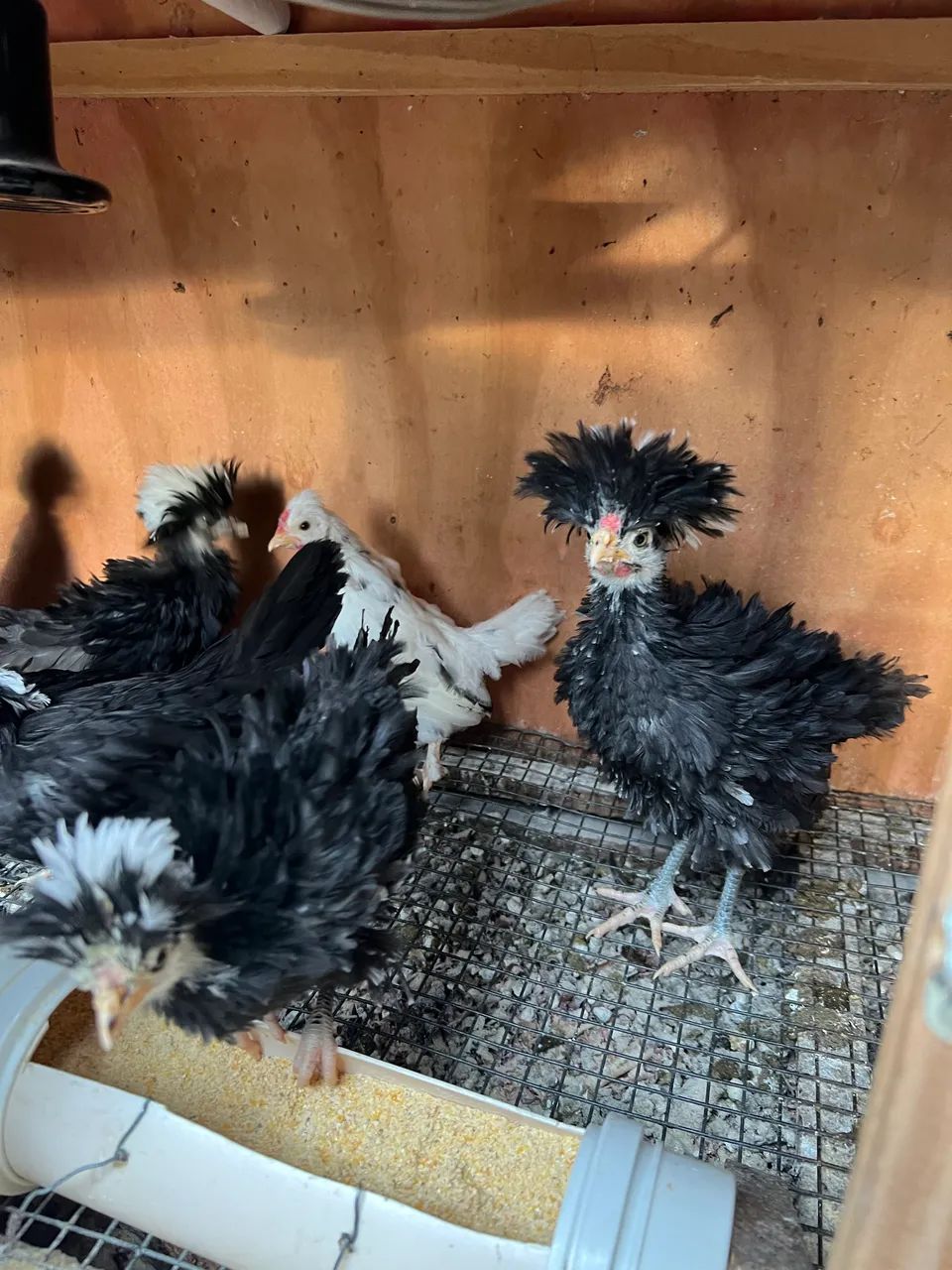 Vendo pintinho e frangos de galinha polonesa  - Foto 4