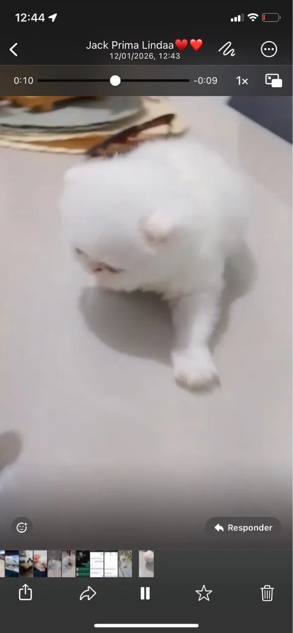 Vendo gatinho persa macho 1.500 pai e mãe no loca 