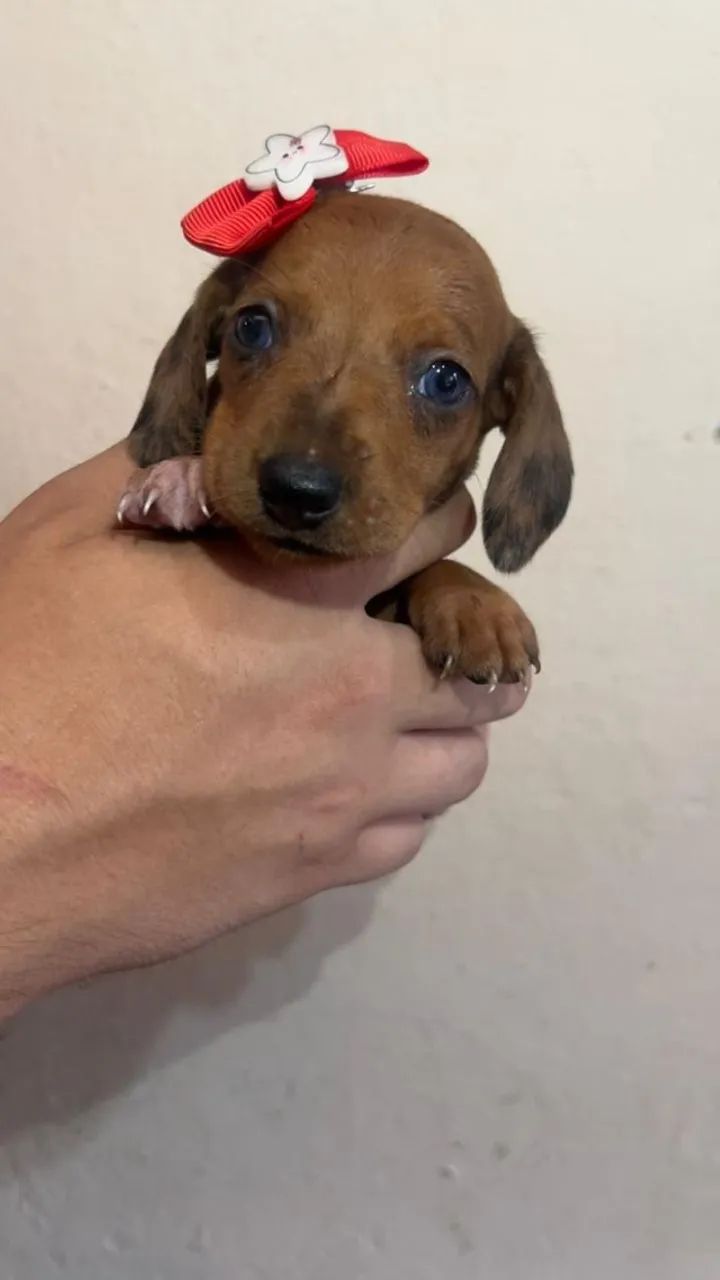 Cachorro Salsicha Teckel Puro - Foto 2