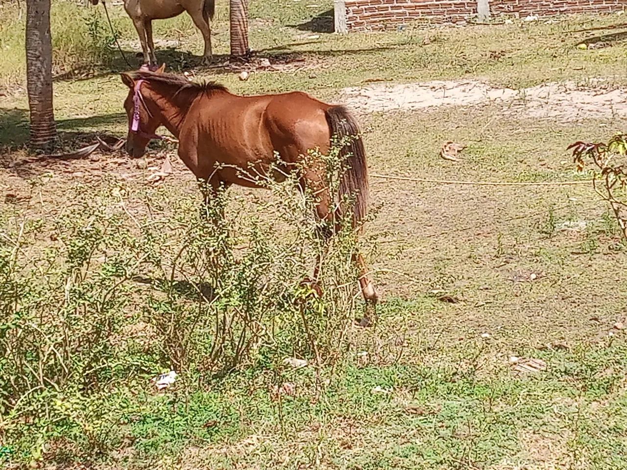 Vendo uma Potra  - Foto 5