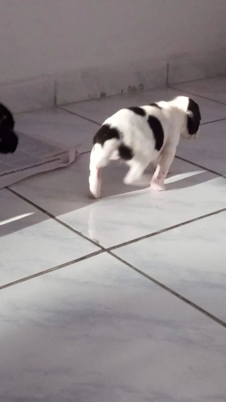 Cachorrinhos - Foto 3