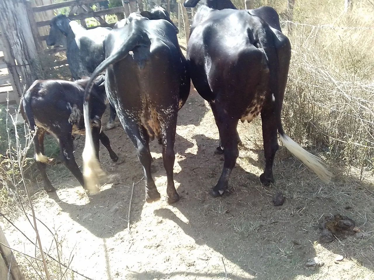 Vacas de leite  - Foto 4