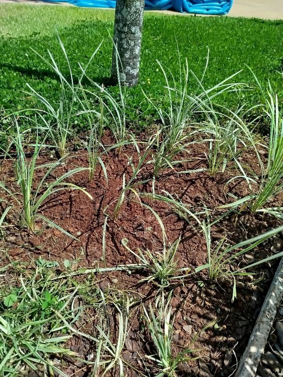 Quer deixar seu jardim perfeito vem com a melhor  - Foto 5