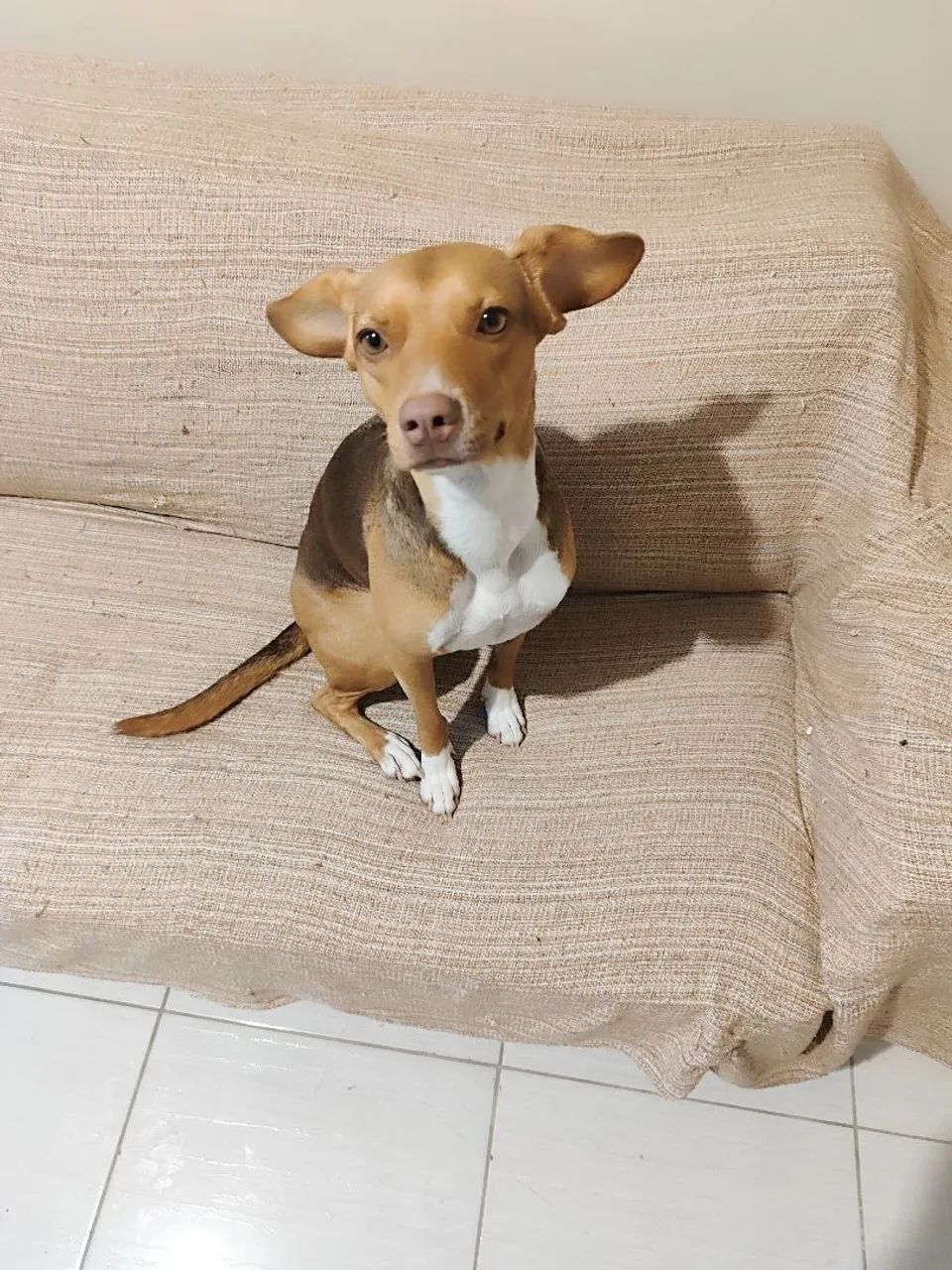Doação cachorra castrada - Foto 3