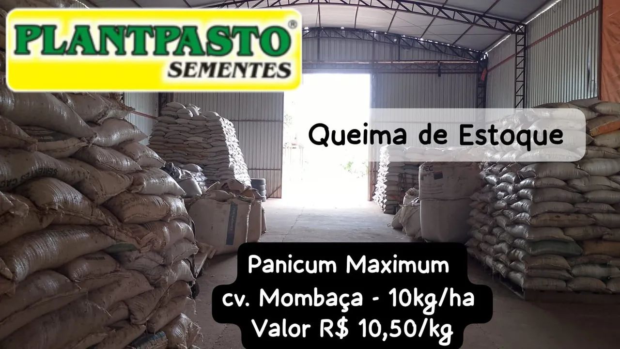 SEMENTES PARA PASTAGENS  - Foto 5