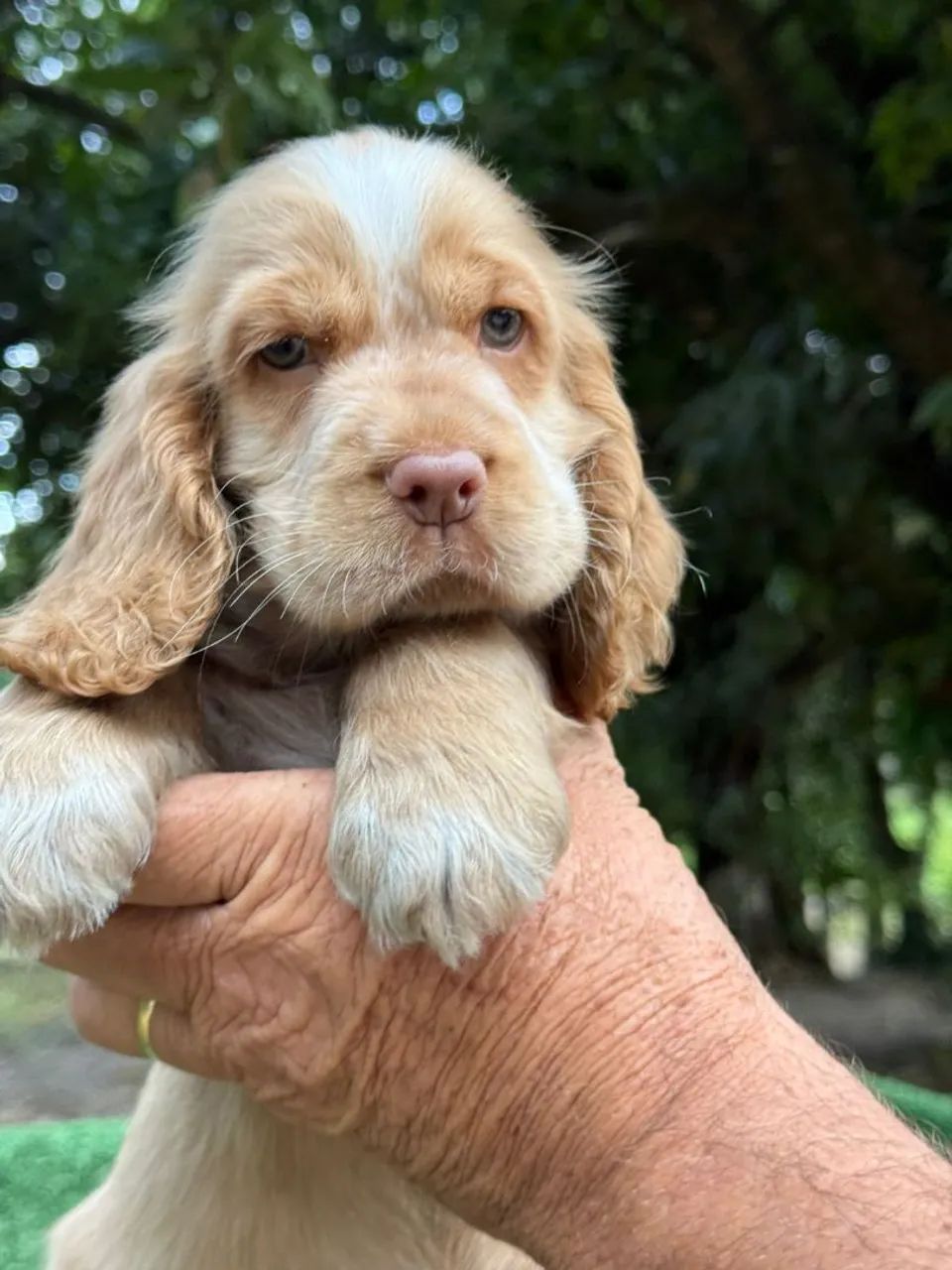 Cocker a pronta entrega!!! - Foto 4