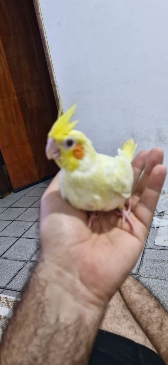 Vende-se 