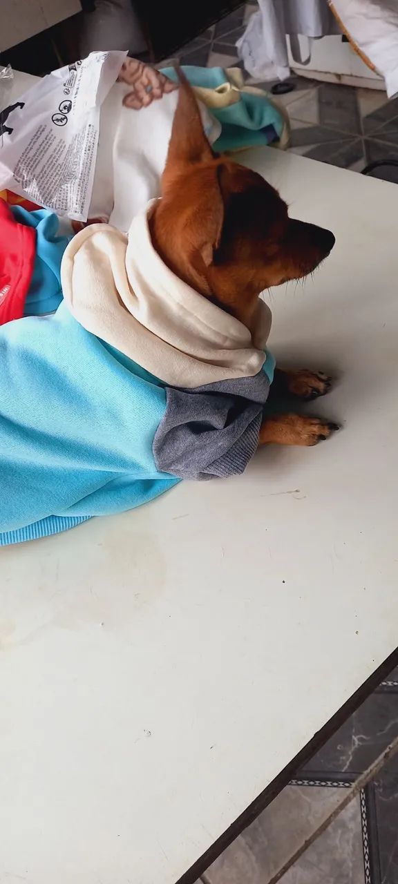 Roupinhas Pets - Foto 5