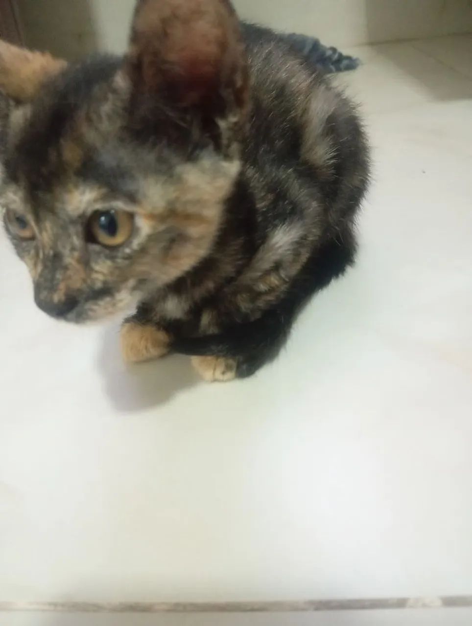 Gatinhos para adoção  - Foto 3