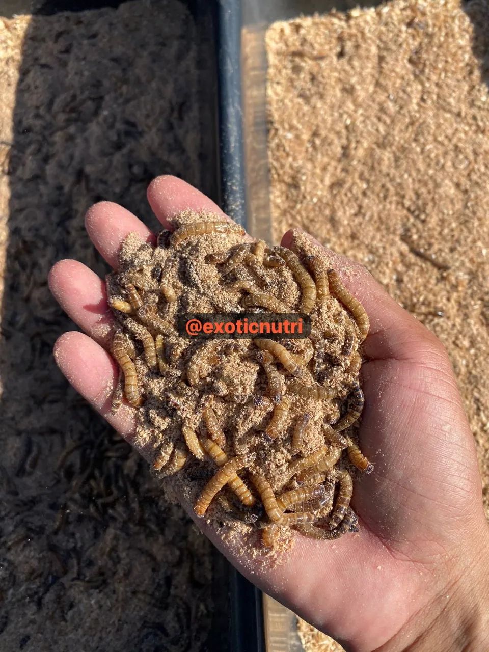 Tenebrio gigante - Foto 2