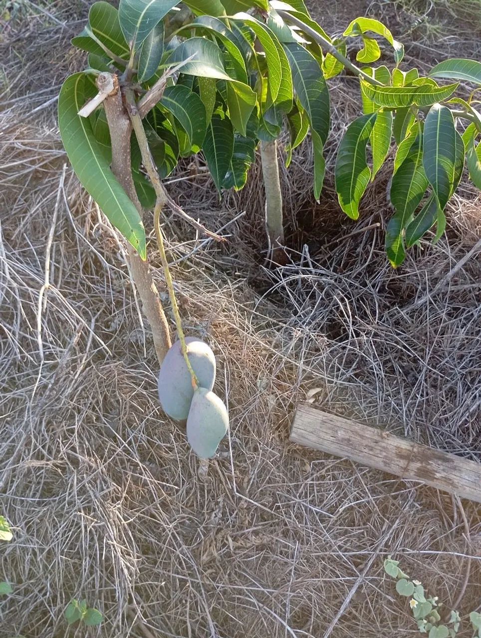 Terreno  - Foto 5