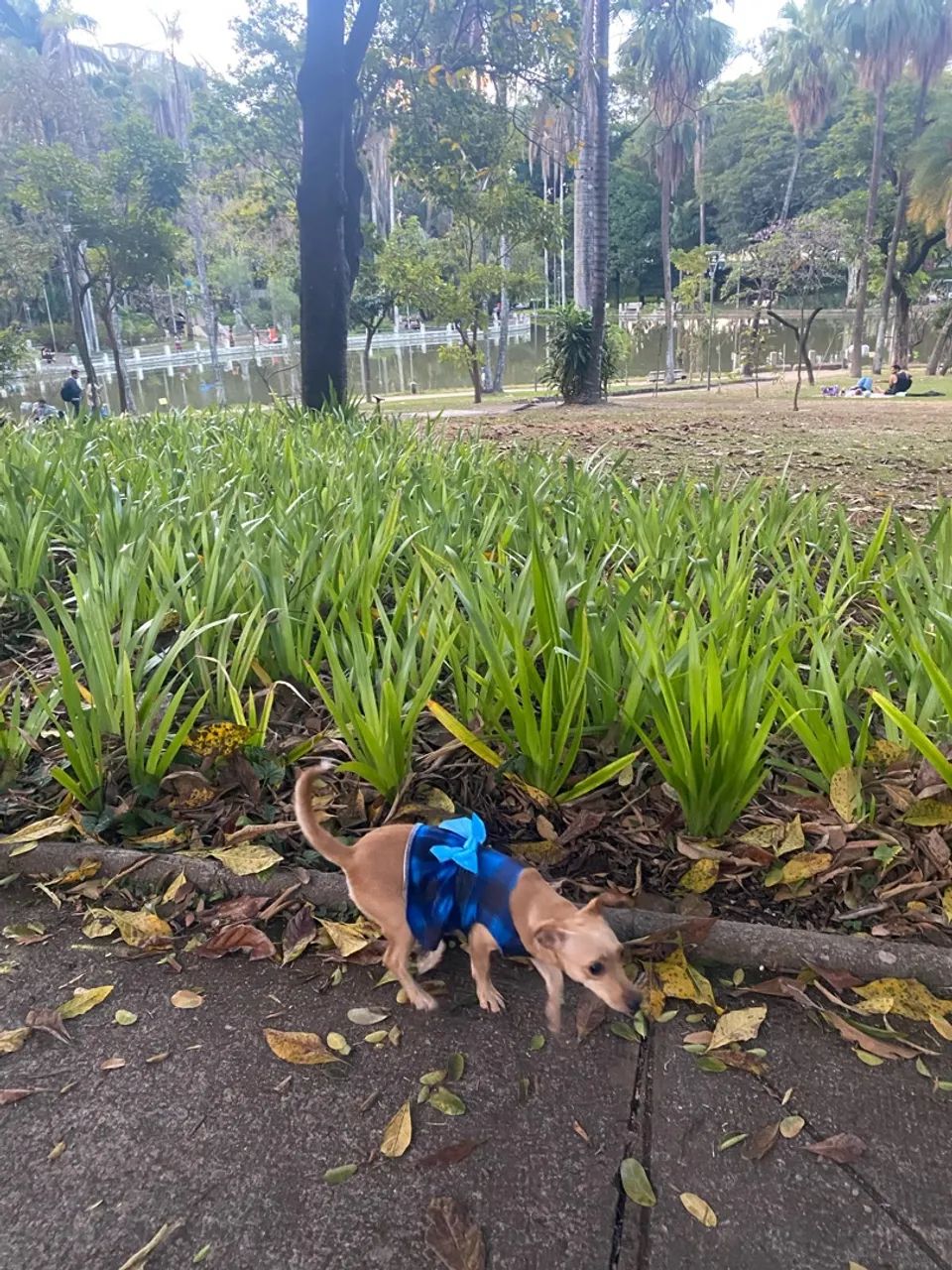Pedreiro geral  - Foto 4