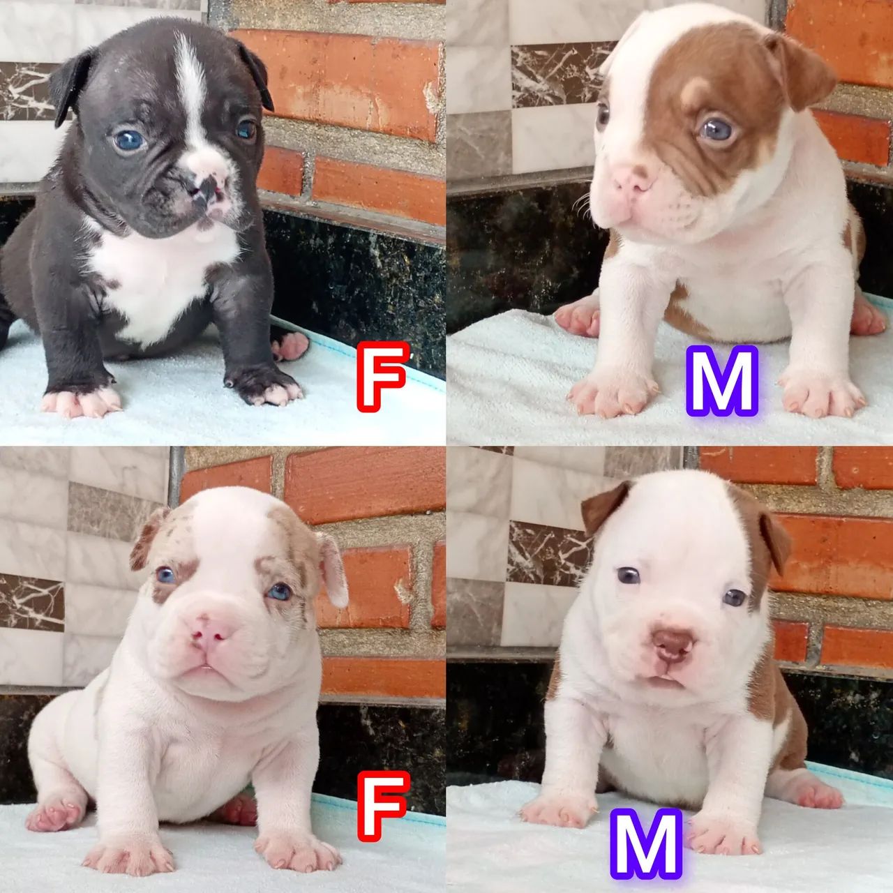 American Bully Micros lindíssimos  - Foto 2