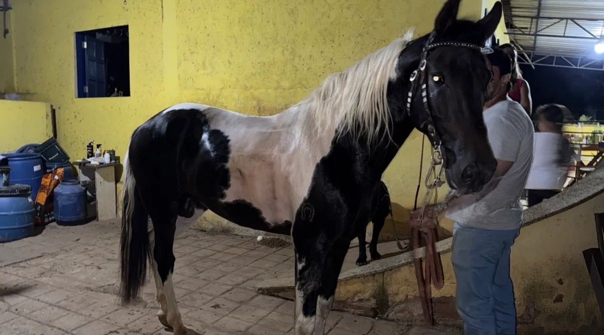 Cavalo Pampa Homozigoto 