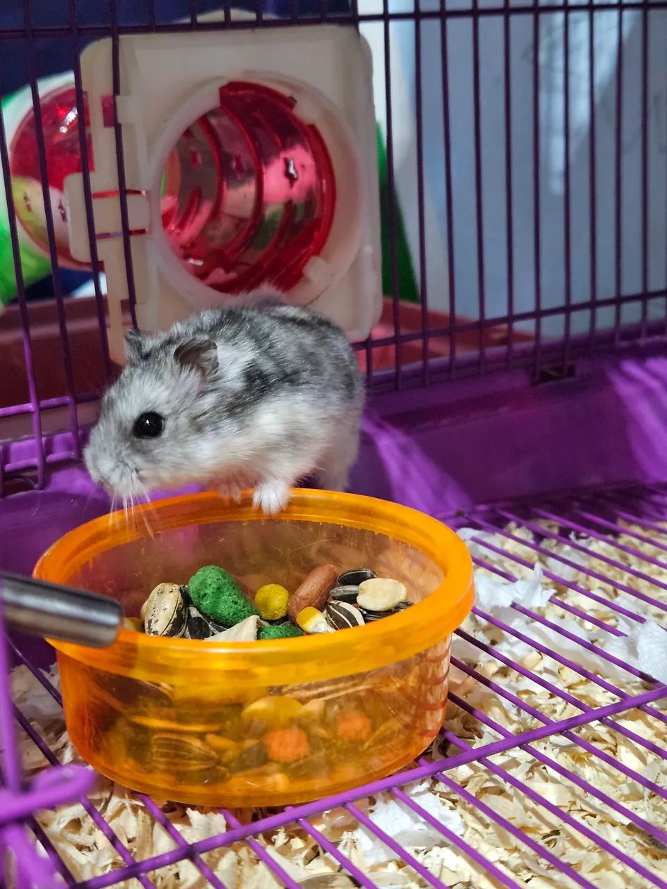Hamster com gaiola - Foto 2
