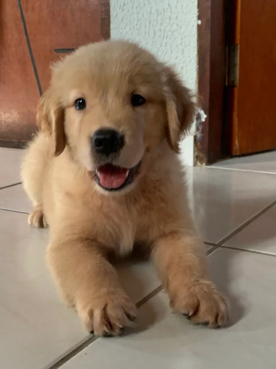 Golden Retriever  - Foto 2