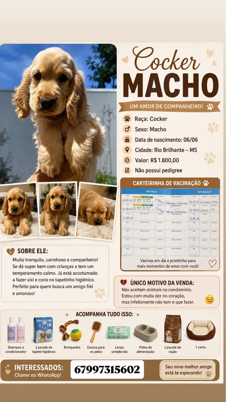 Filhote de cocker 