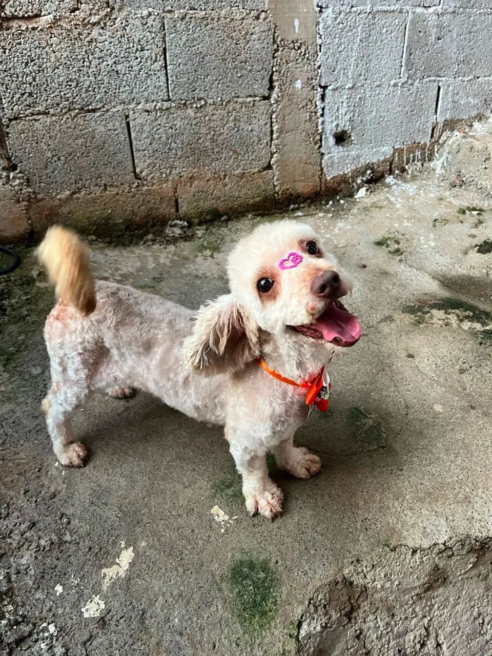 Doação de pet - Foto 2