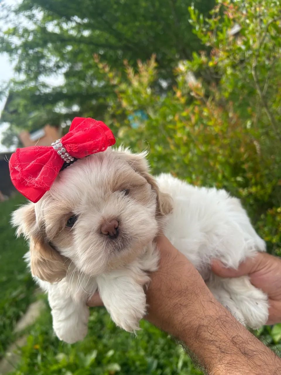 Shihtzu - Foto 3