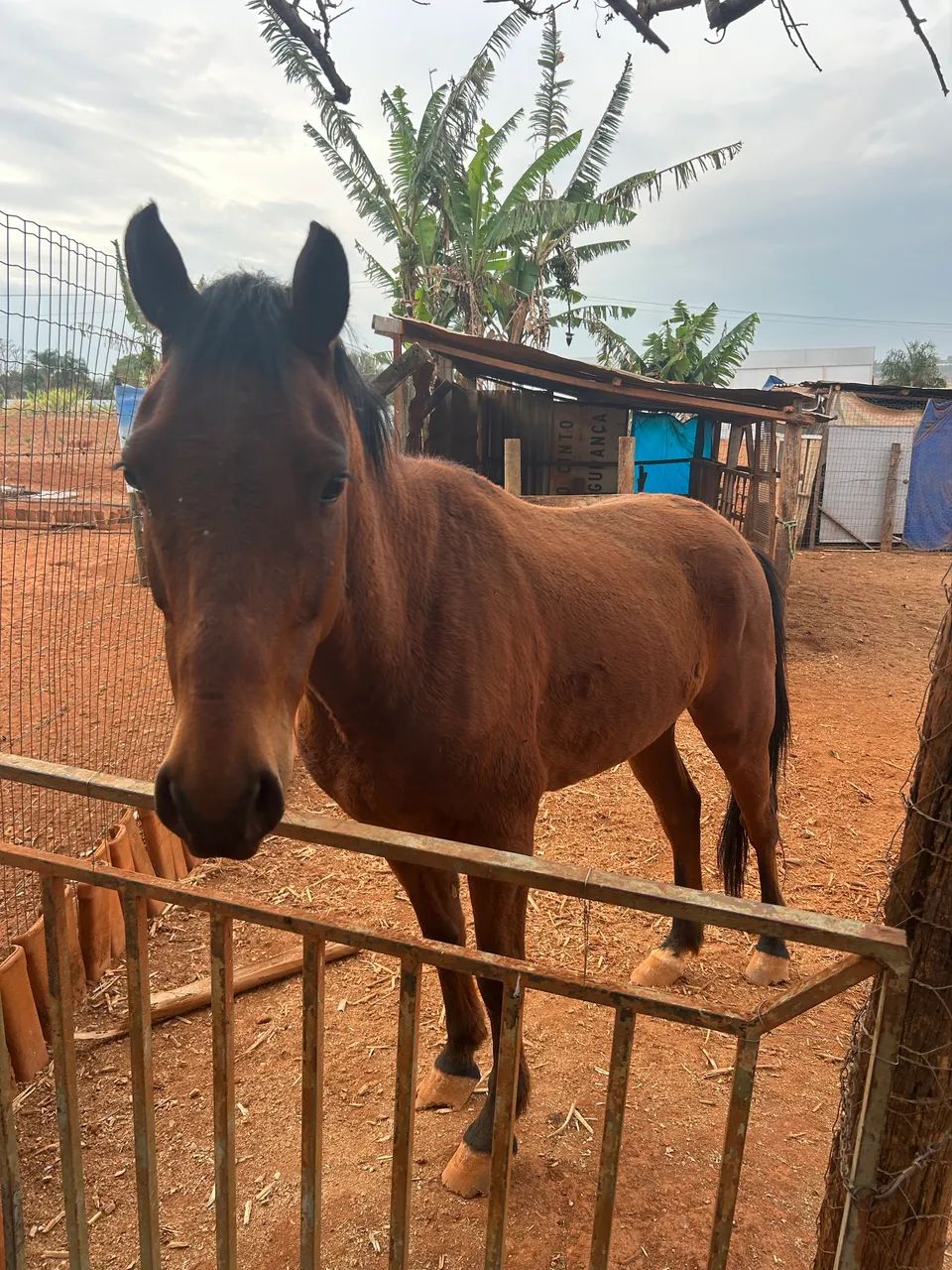 Cavalo meio sangue  - Foto 4