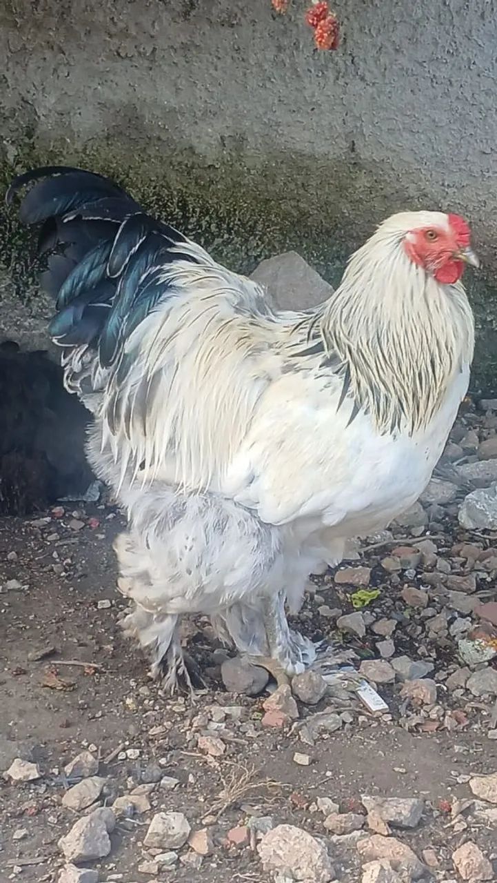 Galos Brahma Light e ovos 