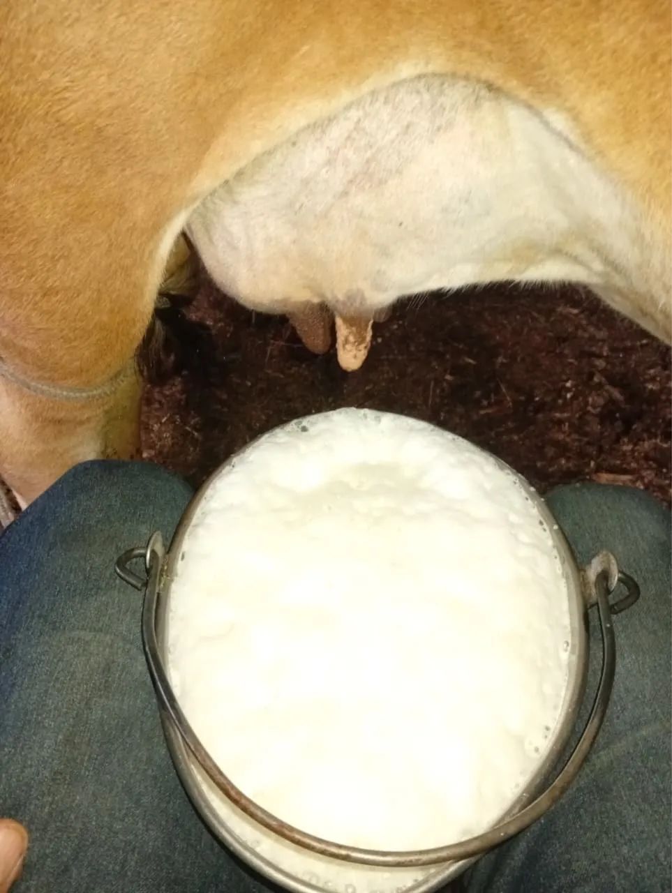 Vaca com duas bezzera  - Foto 4