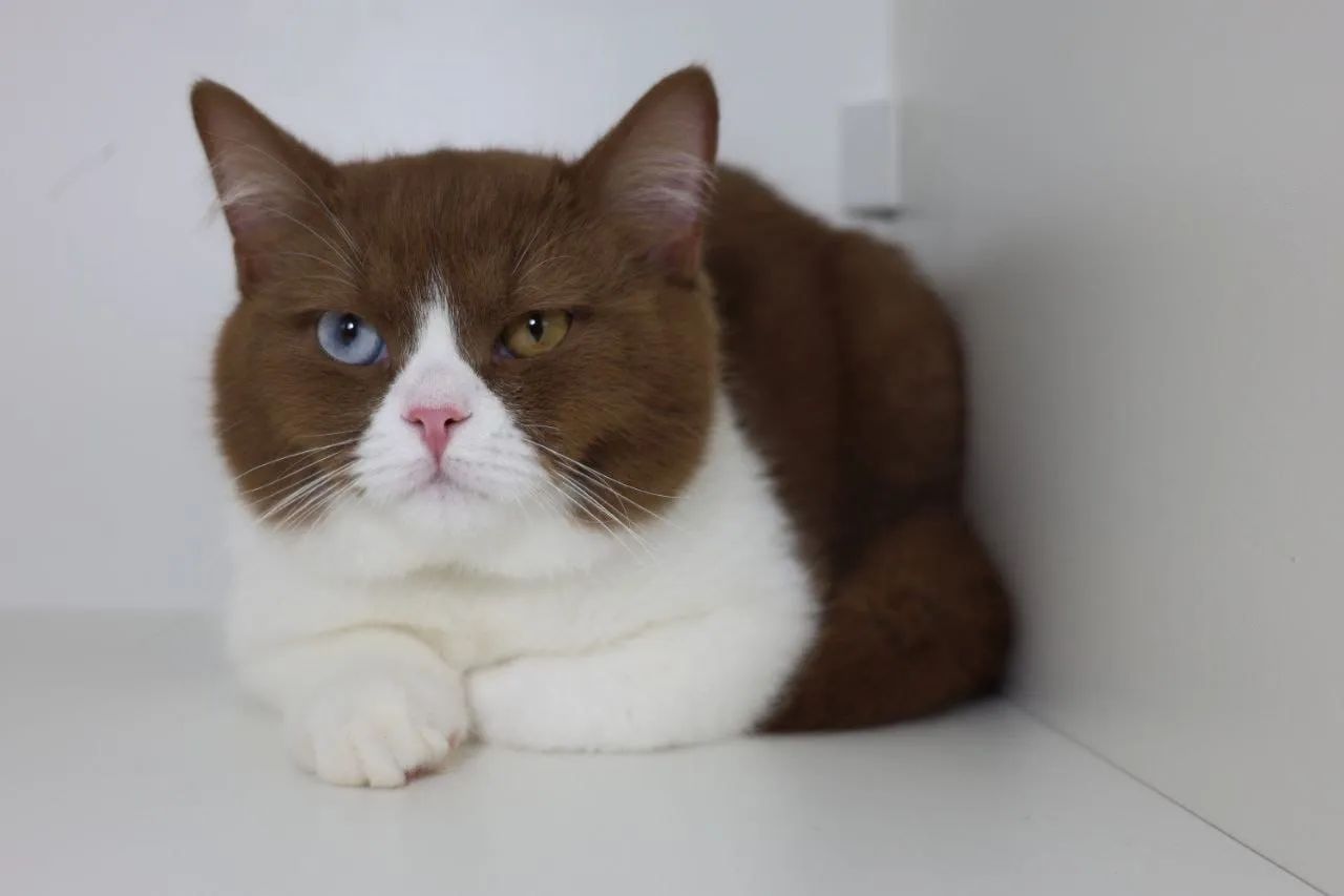 Gato British Shorthair Raro  - Foto 4