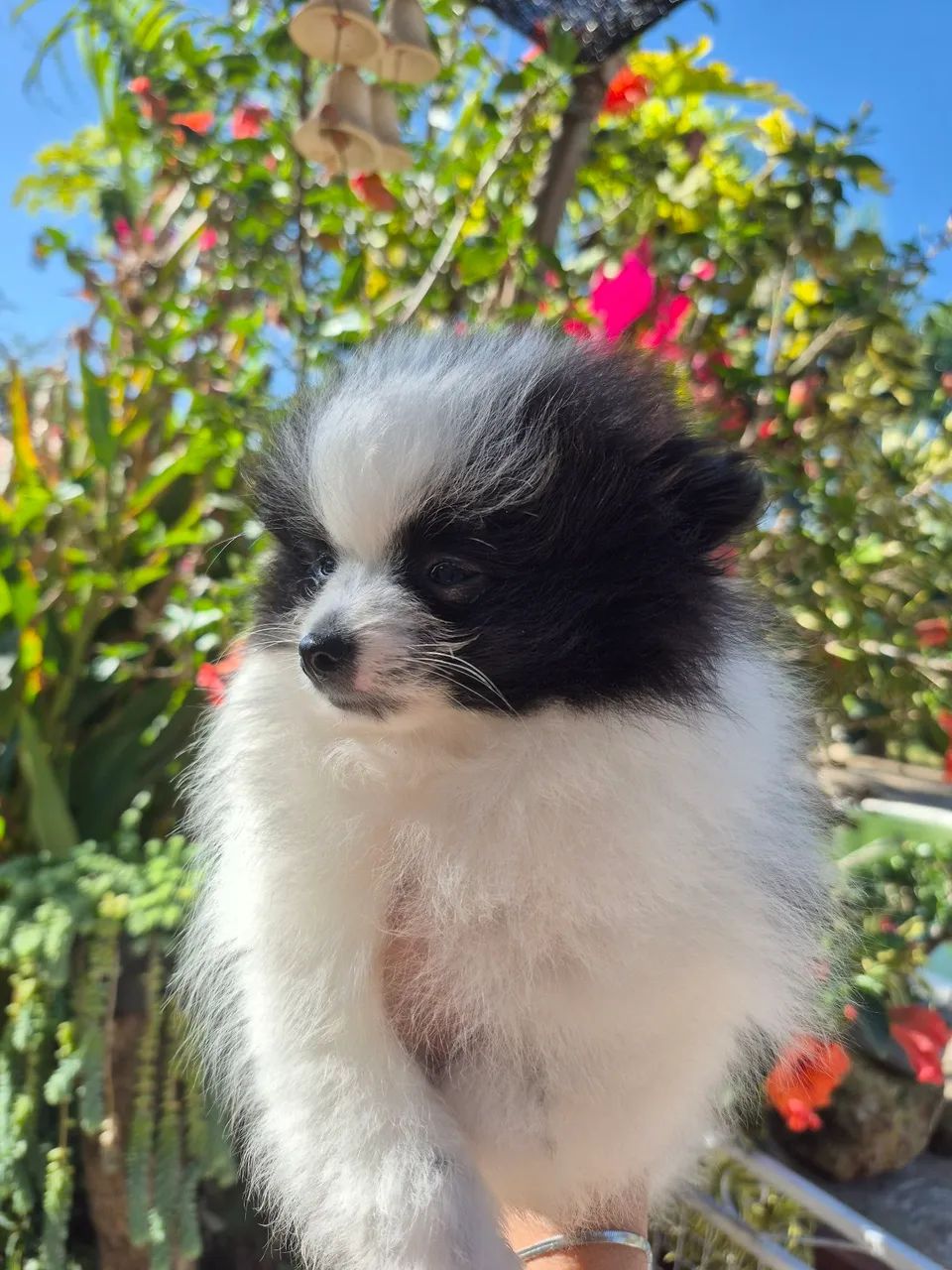 Spitz alemão  - Foto 2