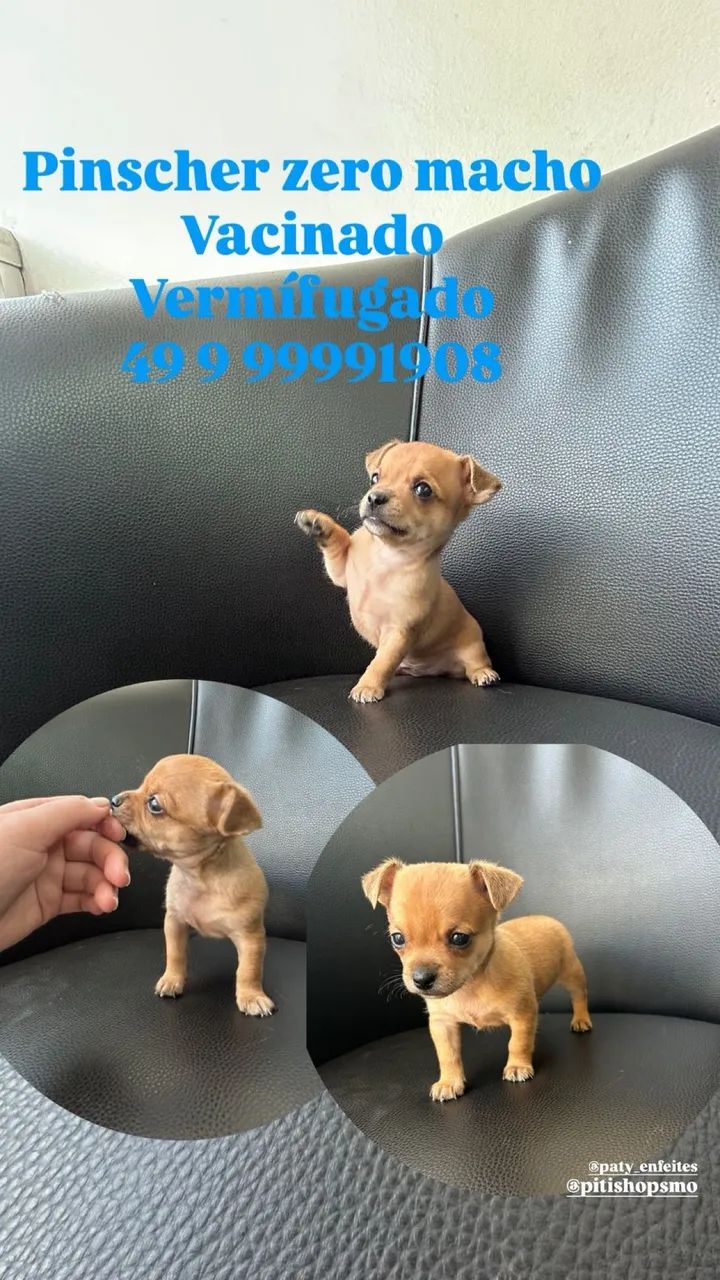 Pinscher zero  - Foto 5