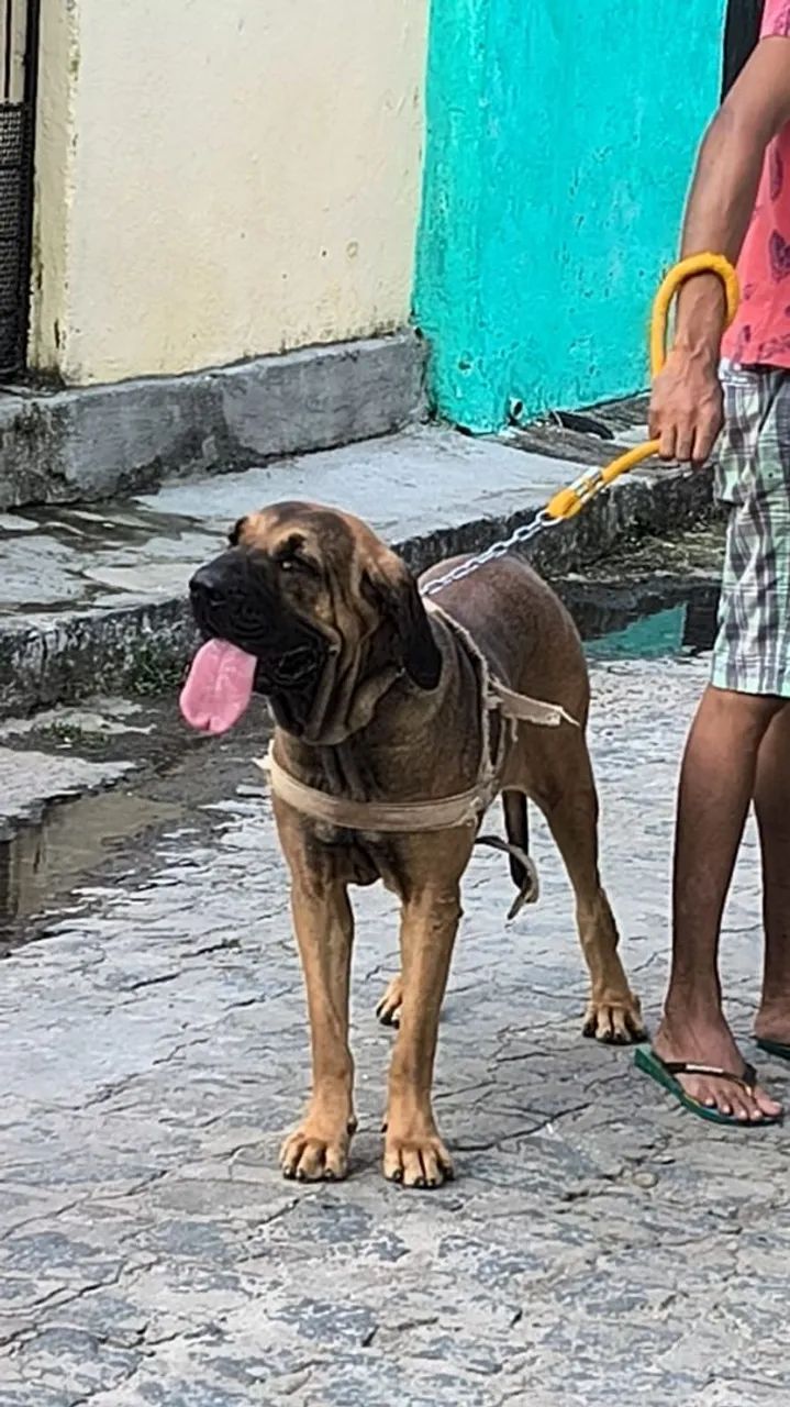 fila brasileiro 