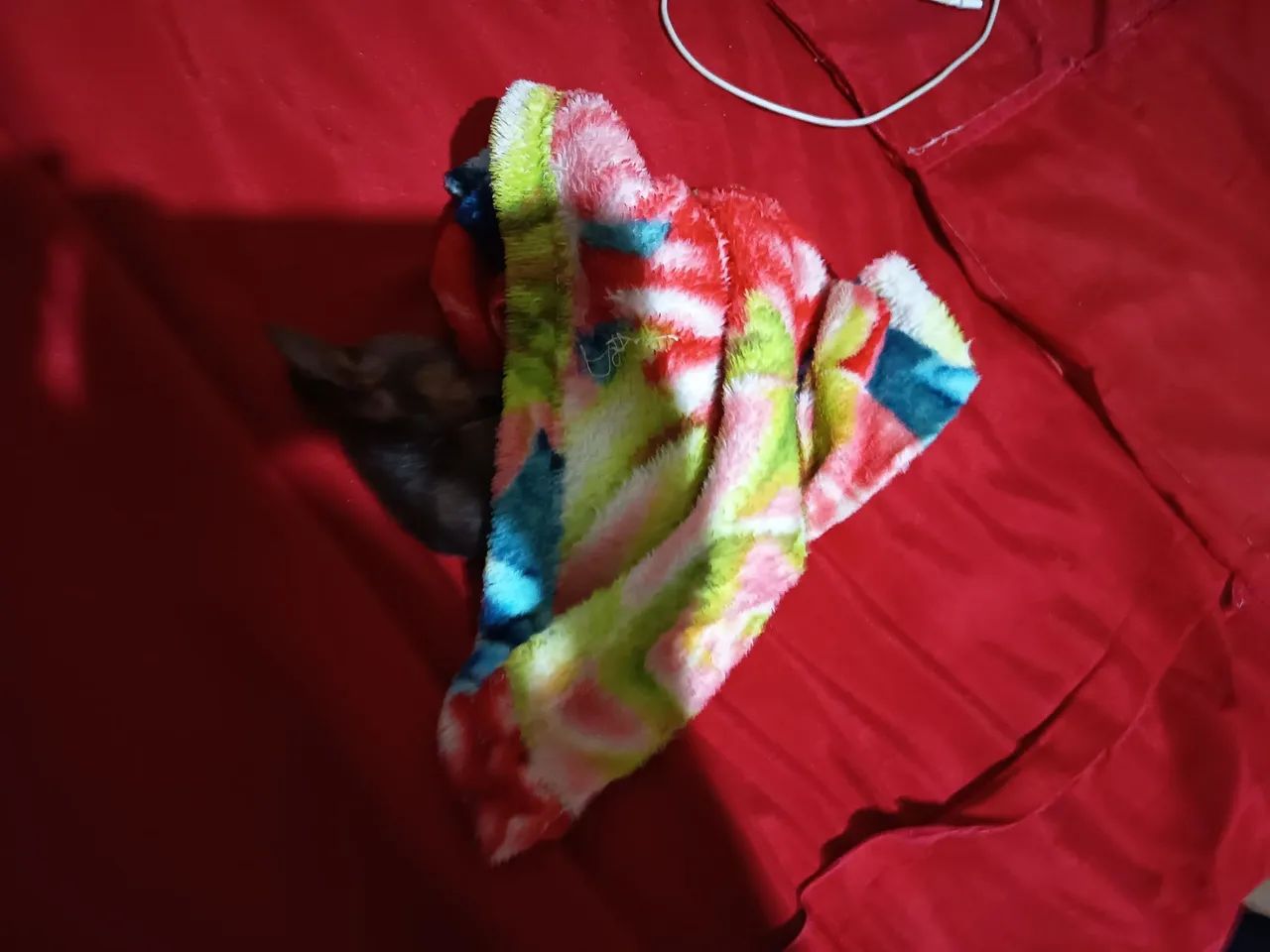 Vendo filhote de Pincher macho zerinho 00 - Foto 3