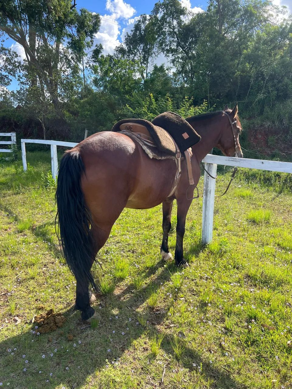 Cavalo Crioulo - Foto 3